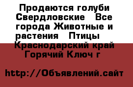 Продаются голуби Свердловские - Все города Животные и растения » Птицы   . Краснодарский край,Горячий Ключ г.